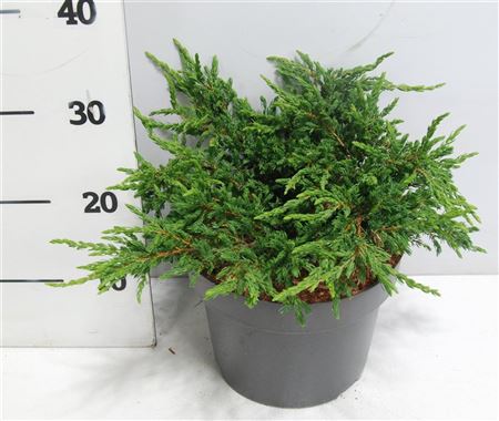 Juniperus Comm Repanda
