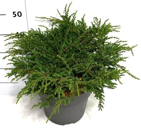 Juniperus Comm Repanda