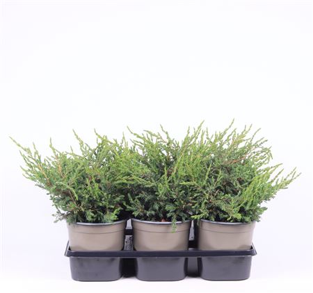 Juniperus Comm Repanda
