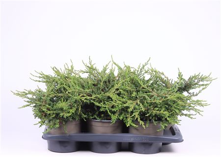Juniperus Comm Repanda