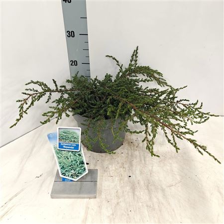 Juniperus Comm Repanda