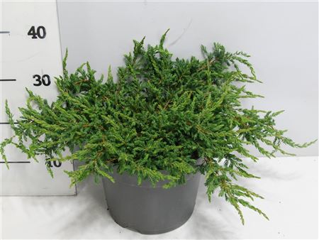 Juniperus Comm Repanda
