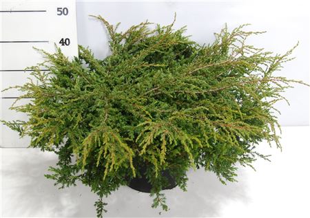 Juniperus Comm Repanda