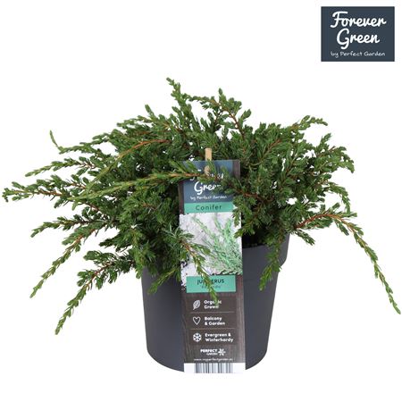 Juniperus Comm Repanda