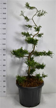 Juniperus Comm Repanda