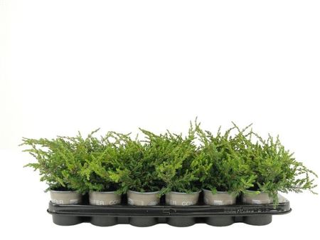 Juniperus Comm Repanda