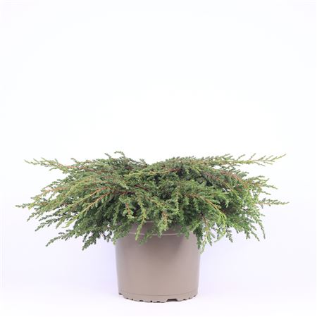 Juniperus Comm Repanda