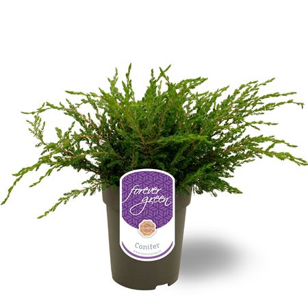 Juniperus Comm Repanda