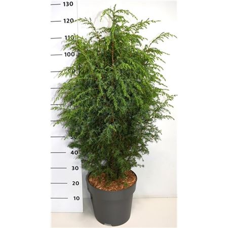 Juniperus Comm Suecica