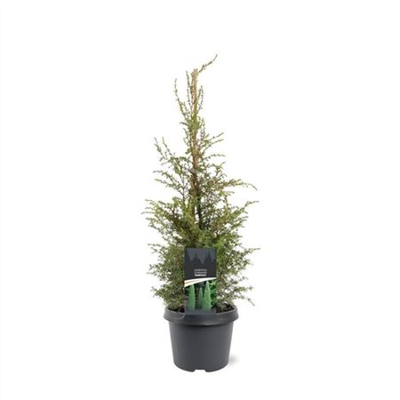 Juniperus Comm Suecica