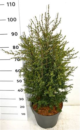 Juniperus Comm Suecica
