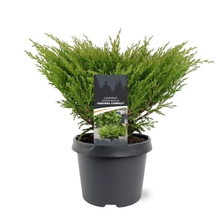 Juniperus Hor Andorra Compact