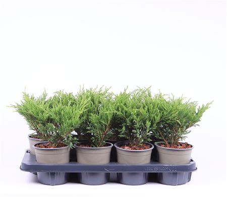 Juniperus Hor Andorra Compact