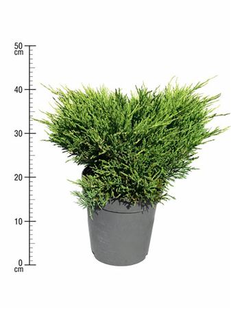 Juniperus Hor Andorra Compact