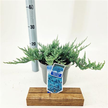 Juniperus Horizontalis Blue Chip