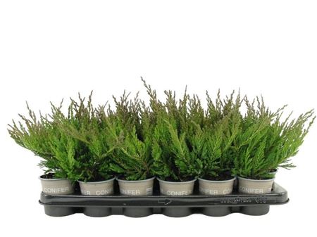 Juniperus Hor Blue Chip