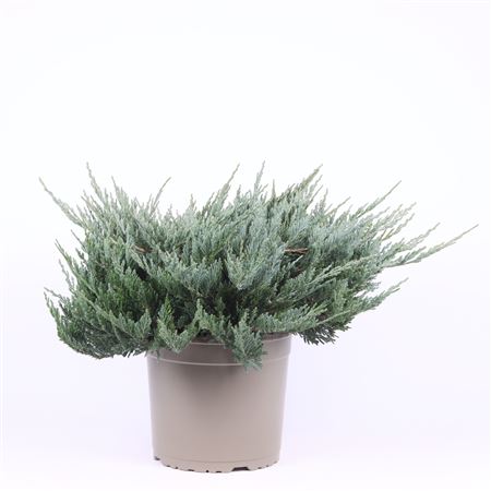 Juniperus Hor Blue Chip