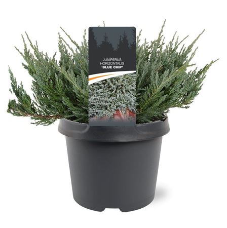 Juniperus Horizontalis Blue Chip
