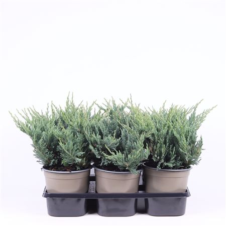 Juniperus Horizontalis Blue Chip