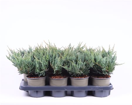Juniperus Hor Blue Chip