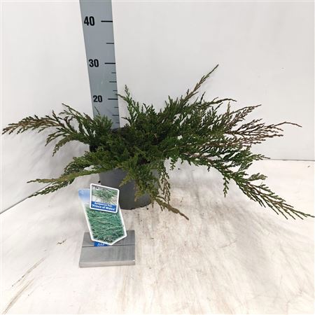 Juniperus Hor Prince Of Wales