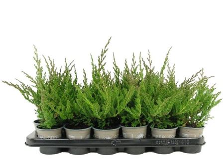Juniperus Hor Prince Of Wales