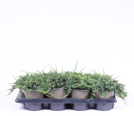 Juniperus Hor Wiltonii