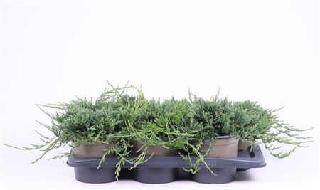 Juniperus Hor Wiltonii