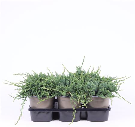 Juniperus Hor Wiltonii