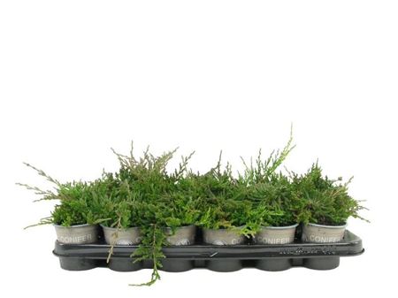 Juniperus Hor Wiltonii