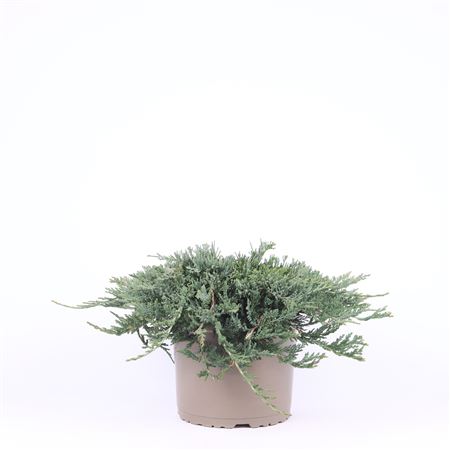 Juniperus Horizontalis Wiltonii