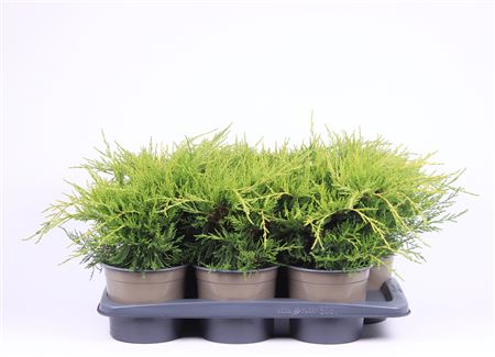 Juniperus Pfit Gold Coast