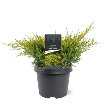 Juniperus X Pfitzeriana Gold Coast