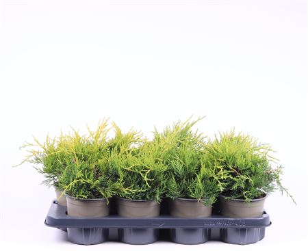 Juniperus Pfit Gold Coast