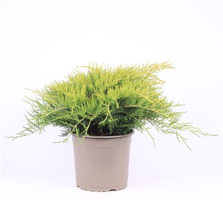 Juniperus Pfit Gold Coast