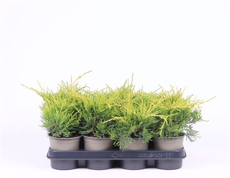 Juniperus X Pfitzeriana Gold Coast
