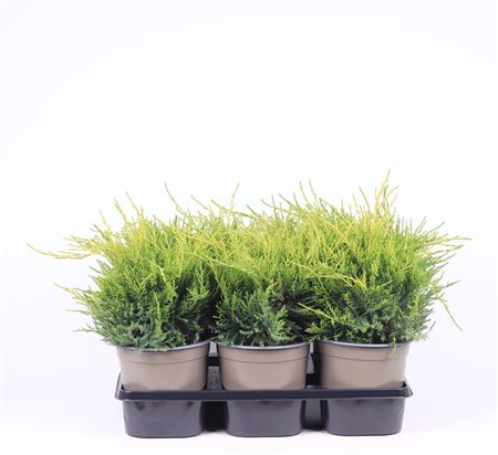 Juniperus X Pfitzeriana Gold Coast
