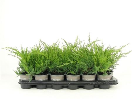 Juniperus Pfit Gold Coast