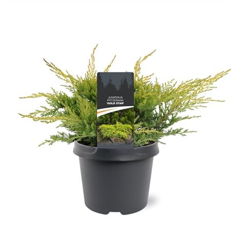 Juniperus Pfit Gold Star