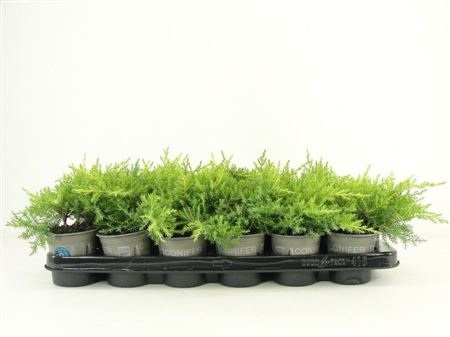 Juniperus Pfit Gold Star