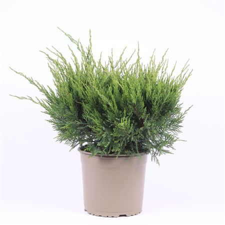 Juniperus Pfitz Mint Julep.
