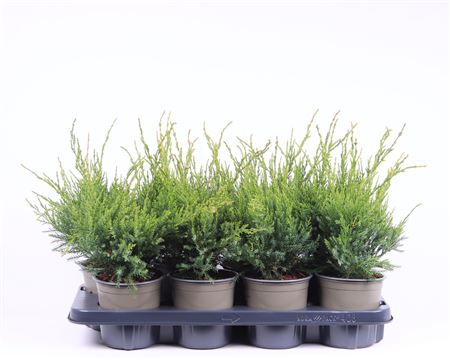 Juniperus Pfitz Mint Julep.