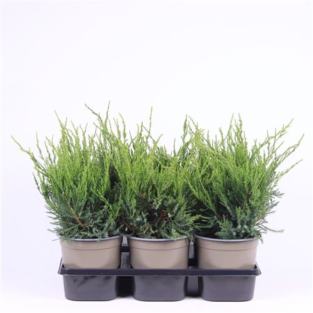 Juniperus Pfitz Mint Julep.