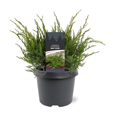Juniperus Pfit Mint Julep