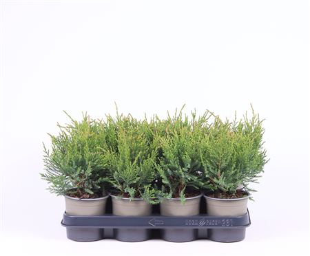 Juniperus Pfit Mint Julep