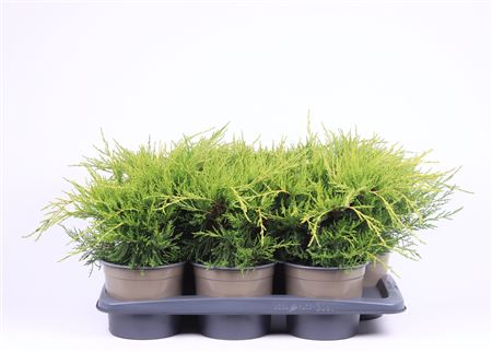 Juniperus Pfit Old Gold