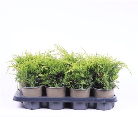 Juniperus Pfit Old Gold