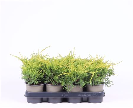 Juniperus Pfit Old Gold