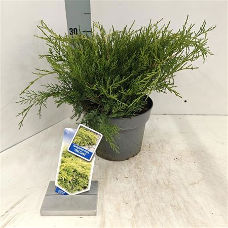 Juniperus Pfitz Old Gold