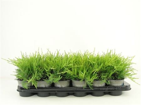 Juniperus Pfit Old Gold